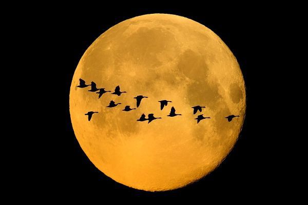 Canada-Winnipeg Montage of geese flying past harvest moon